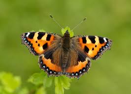 Attēlu rezultāti vaicājumam “Aglais urticae”