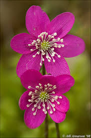 Attēlu rezultāti vaicājumam “Hepatica nobilis flower”