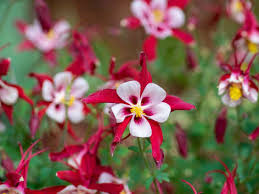 Image result for Akelei