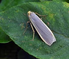 Attēlu rezultāti vaicājumam “Eilema depressa”