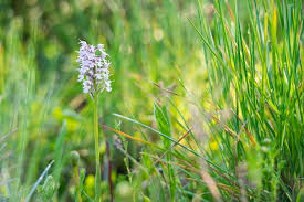 Attēlu rezultāti vaicājumam “Orchis militaris flower”