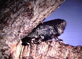 Attēlu rezultāti vaicājumam “Scolytus scolytus, Scolytus multistriatus”