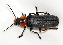 Attēlu rezultāti vaicājumam “Cantharis rustica imago”