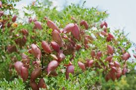 Image result for Colutea x media (arborescens x orientalis)