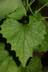 Attēlu rezultāti vaicājumam “Alliaria petiolata leaf”