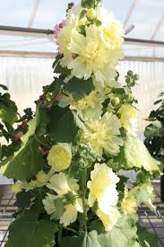 Image result for Alcea rosea `Appleblossom`