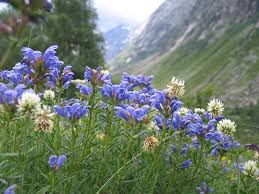 Attēlu rezultāti vaicājumam “Dracocephalum ruyschiana”