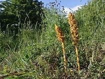 Attēlu rezultāti vaicājumam “Orobanche elatior”