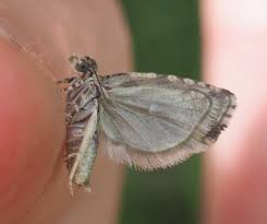 Attēlu rezultāti vaicājumam “Orthotaenia undulana”