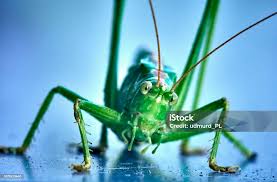 Attēlu rezultāti vaicājumam “Tettigonia viridissima”