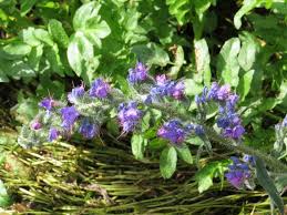 Attēlu rezultāti vaicājumam “Echium vulgare bud”