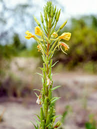 Image result for Nachtkerze