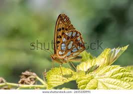 Attēlu rezultāti vaicājumam “Argynnis laodice male”