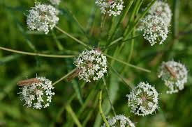 Attēlu rezultāti vaicājumam “Cicuta virosa”