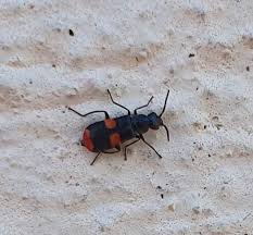 Attēlu rezultāti vaicājumam “Anthocomus fasciatus”