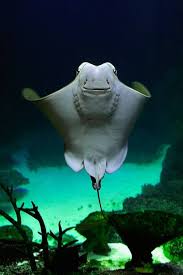 Image result for Rhinoptera bonasus