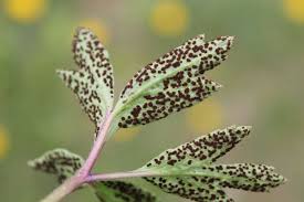 Attēlu rezultāti vaicājumam “Ochropsora ariae”