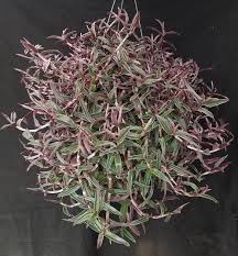 Attēlu rezultāti vaicājumam “Athelia arachnoidea”