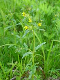 Attēlu rezultāti vaicājumam “Rhinanthus serotinus leaf”