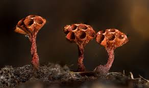 Attēlu rezultāti vaicājumam “Metatrichia vesparia”