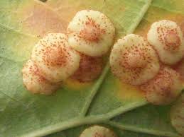 Attēlu rezultāti vaicājumam “Neuroterus quercusbaccarum”