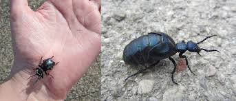 Attēlu rezultāti vaicājumam “Meloe sp.”