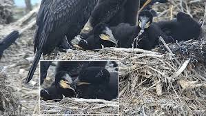 Attēlu rezultāti vaicājumam “Phalacrocorax carbo nest”