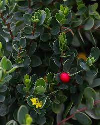 Attēlu rezultāti vaicājumam “Exobasidium uvae-ursi”