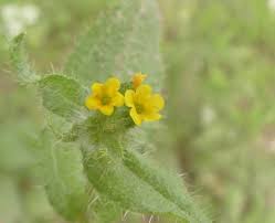 Attēlu rezultāti vaicājumam “Boraginaceae”