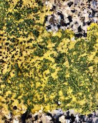 Attēlu rezultāti vaicājumam “Physarum globuliferum spores”