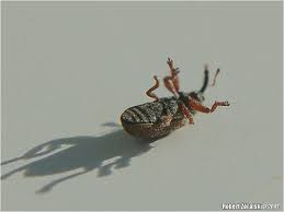 Attēlu rezultāti vaicājumam “Brachonyx pineti”