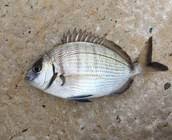 Image result for Diplodus lineatus