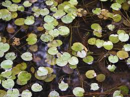 Attēlu rezultāti vaicājumam “Hydrocharis morsus-ranae leaf”