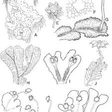 Attēlu rezultāti vaicājumam “Tritomaria exsecta”