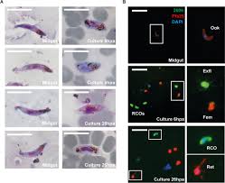Attēlu rezultāti vaicājumam “Oligonema favogineum plasmodium”