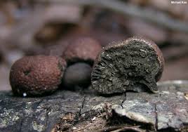 Attēlu rezultāti vaicājumam “Daldinia concentrica”