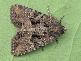 Attēlu rezultāti vaicājumam “Apamea remissa”