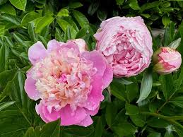 Attēlu rezultāti vaicājumam “Paeonia lactiflora”