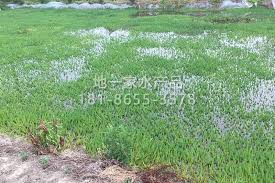 「粉綠狐尾藻」的圖片搜尋結果