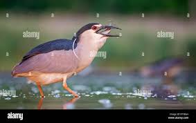 Attēlu rezultāti vaicājumam “Nycticorax nycticorax adult”
