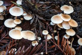 Attēlu rezultāti vaicājumam “Collybia sp.”