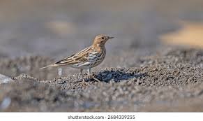 Image result for Anthus cervinus