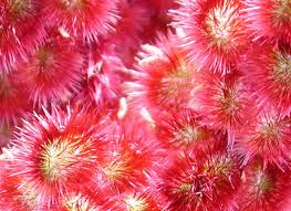 Attēlu rezultāti vaicājumam “Rhus typhina flower”