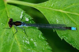 Attēlu rezultāti vaicājumam “Erythromma najas”