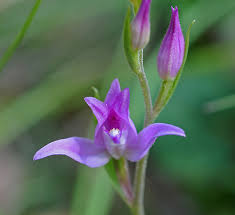 Attēlu rezultāti vaicājumam “Cephalanthera rubra flower”