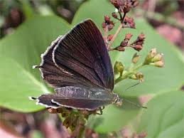 Attēlu rezultāti vaicājumam “Favonius quercus”