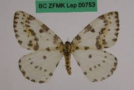 Attēlu rezultāti vaicājumam “Abraxas grossulariata”