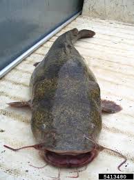 Image result for Pylodictis olivaris