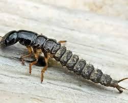 Attēlu rezultāti vaicājumam “Anthrenus sp. larva”