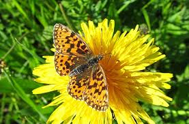 Attēlu rezultāti vaicājumam “Boloria dia upperside”